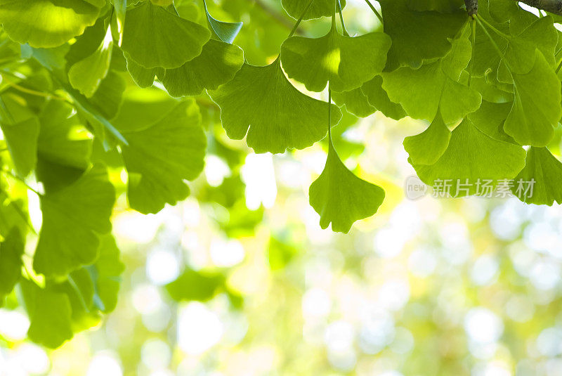 银杏(Ginkgo biloba)叶- III